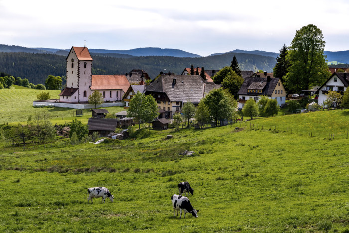 Blick vom Vitenhofweg mit Kühen auf Saig [Copyright: Hochschwarzwald Tourismus GmbH]