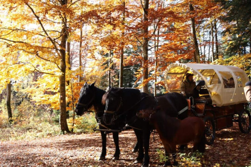 Planwagenfahrt im Herbstwald