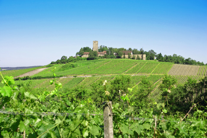 Die Burg Ravensburg umgeben von einer wunderschönen Rebenlandschaft [Copyright: Land der 1000 Hügel - Kraichgau-Stromberg]