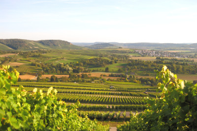 Schöne Aussicht von den Weinreben des Weinausschanks Weingut Holzapfel | Neckarsulm | HeilbronnerLand