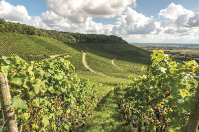 Pauschalangebot | Streifzug  auf 3 Rädern | Blick über die Weinberge | Brackenheim-Dürrenzimmern | Weinsüden Weinort