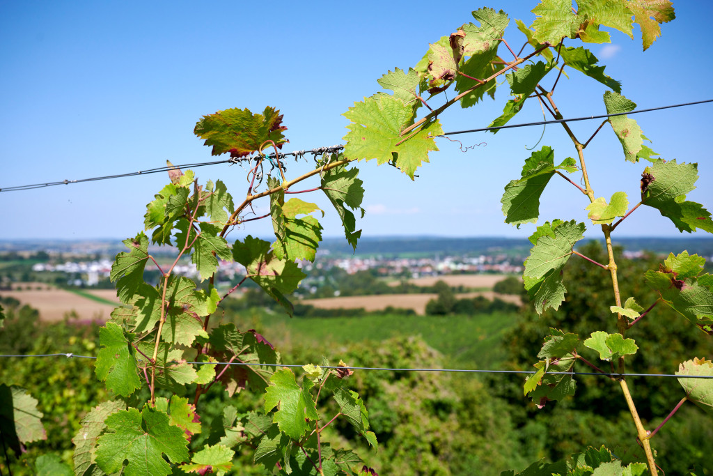Den Wein immer im Blick im Weinsüden Weinort Oberderdingen