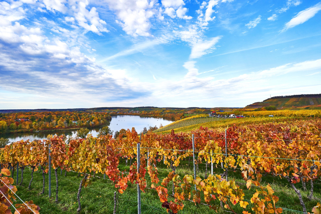 Herbstliche Weinberge am Breitenauer See | Weinsberger Tal