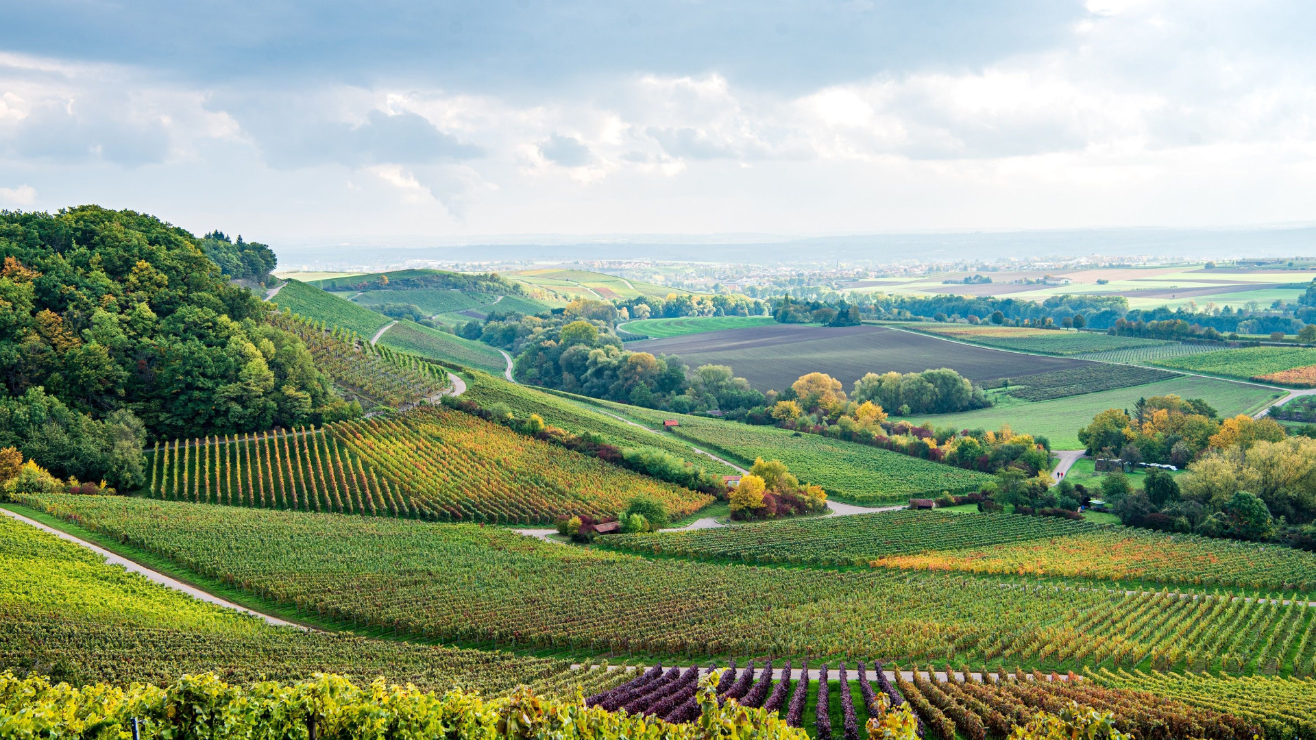 Weinlandschaft im Zabergäu - Ausblick vom Zweifelberg | HeilbronnerLand