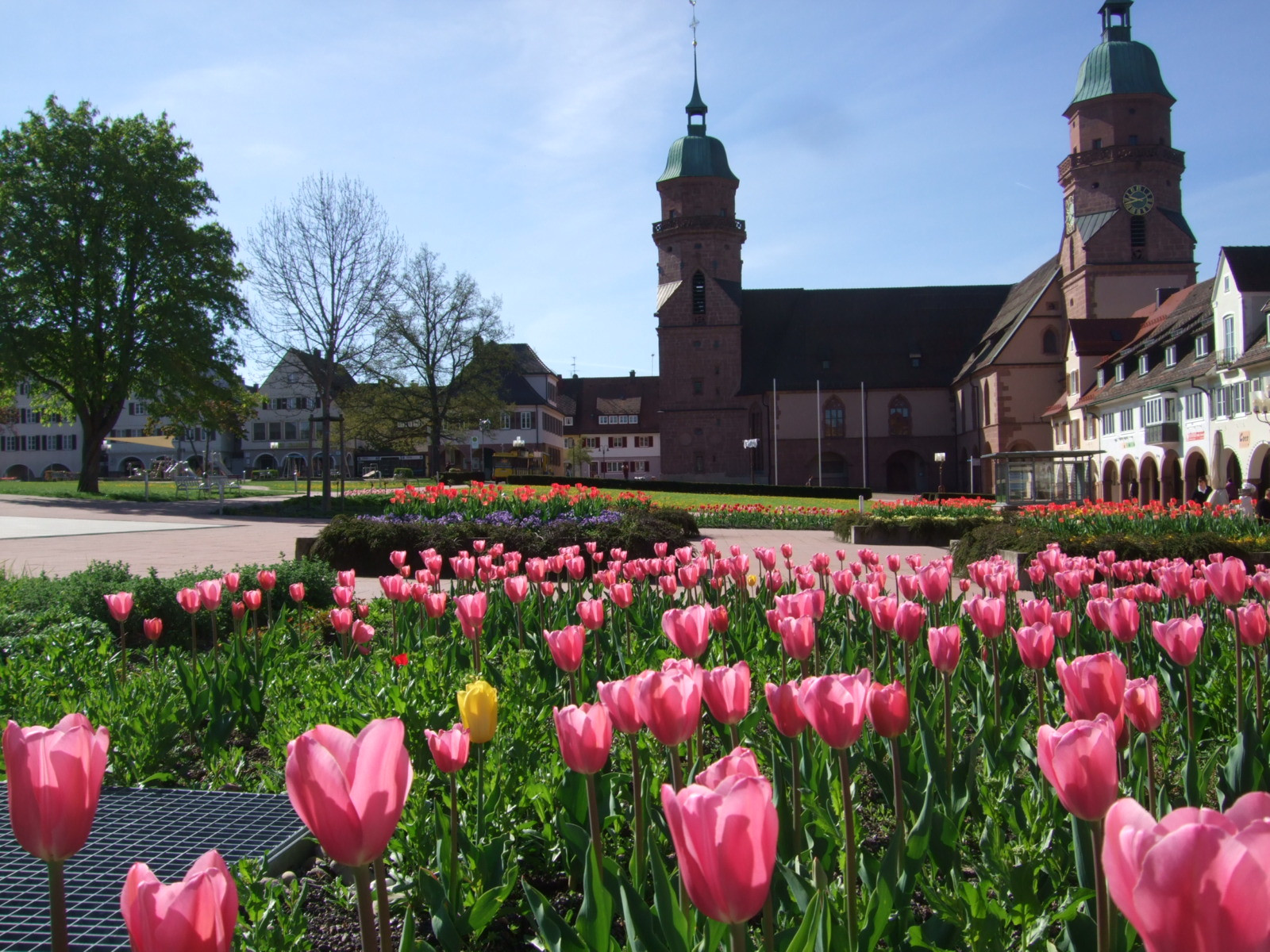 Stadtkirche mit Tulpen