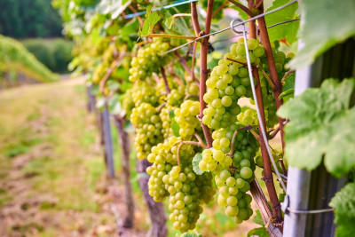 Grüne Weintrauben in Brackenheim-Neipperg