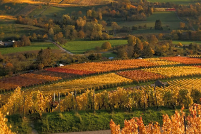 Schöne Aussicht von den Weinreben des Weinausschanks Weingut Holzapfel | Neckarsulm | HeilbronnerLand