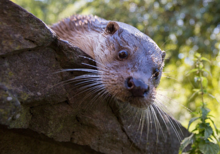 Hallo Otter [Copyright: Wildpark Pforzheim]