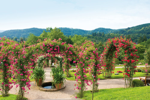 Rosenneuheitengarten Baden-Baden