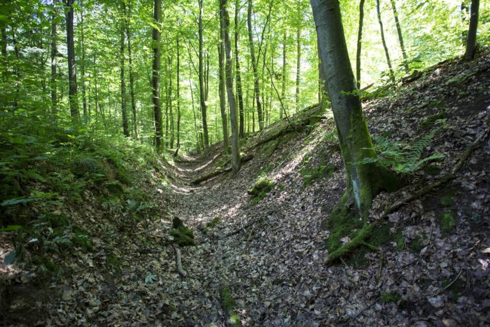 Eppinger Linien - Wallgraben im Wald | Eppingen | Naturpark Stromberg-Heuchelberg | HeilbronnerLand