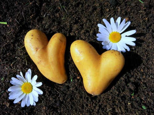 Lamparter potato farm in Münsingen in the Swabian Alb biosphere region. Two potatoes in the shape of a heart lie on the ground. Next to them two daisies.