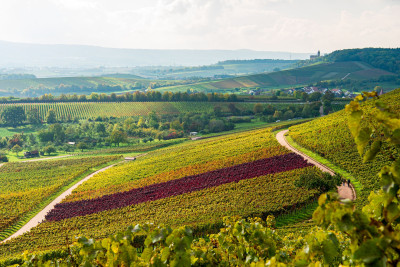 Ausblick vom Natur- und Weinlehrpfad im Zweifelberg | Brackenheim | HeilbronnerLand