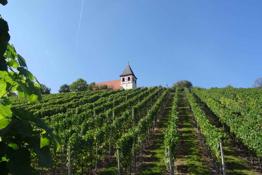 Der Trollinger - Schwäbisches Nationalgetränk | Weinerlebnisführung mit Rose Seyb im Weinsüden Weinort Cleebronn am Michaelsberg