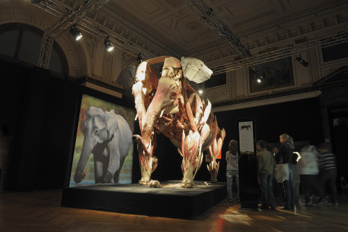 Neunkirch elephant at the Body Worlds of Animals in Saarbrücken