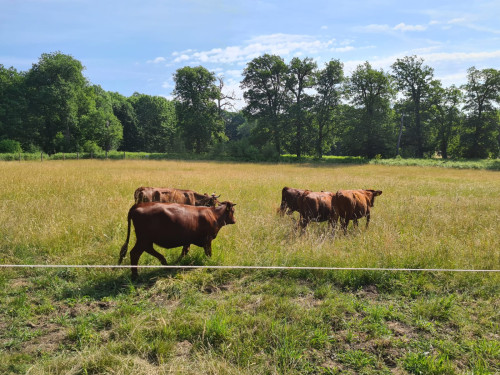 Rinder auf der Kühbacher Wiese