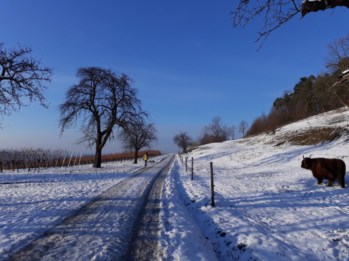 Winter Weg Rinder Beuren [Copyright: Panorama Therme Beuren]