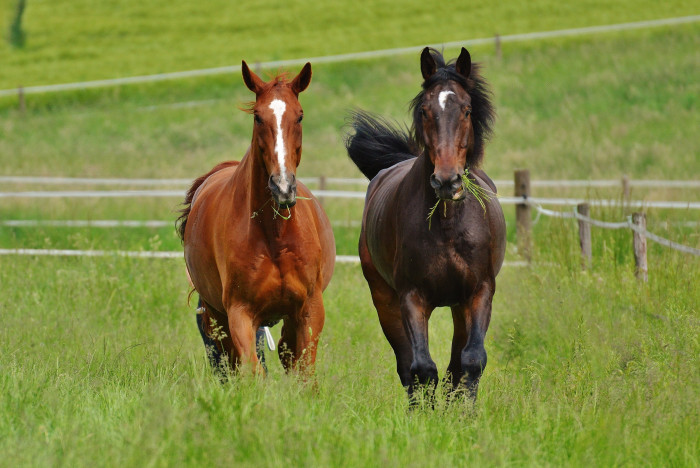 Pferde [Copyright: Pixabay]