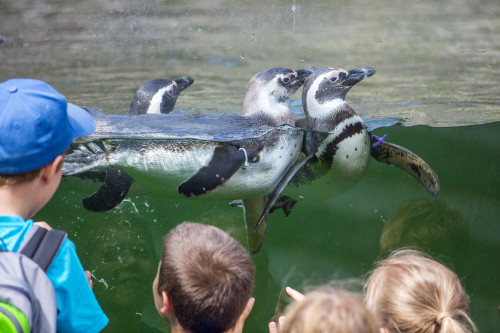 Pinguine im Karlsruher Zoo