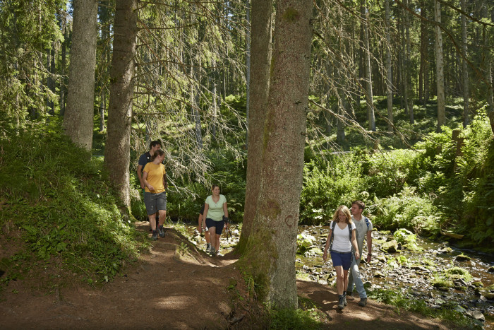 Gruppe wandert auf Waldweg [Copyright: Hochschwarzwald Tourismus GmbH]