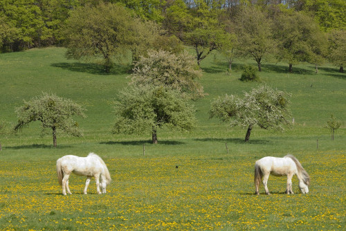 Pferde im Bliesgau