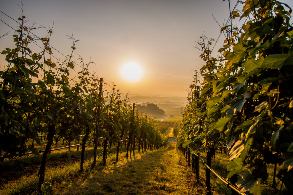 Sonnenaufgang in den Brackenheimer Weinbergen | Weinsüden Weinort Brackenheim