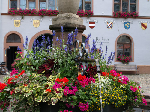 blumengeschmückter Brunnen vor dem Rathaus