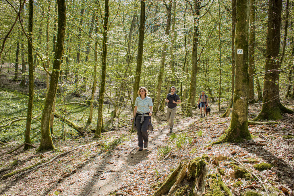 Der zertifizierten Wanderweg Neckarsteig führt auch nach Neunkirchen / Odenwald