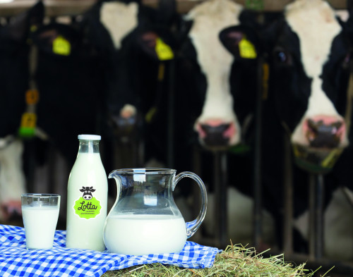 Lotta Landmilch mit Kühe im Hintergrund